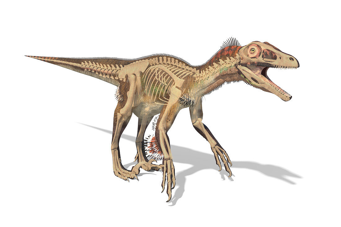 Utahraptor dinosaur skeleton, illustration