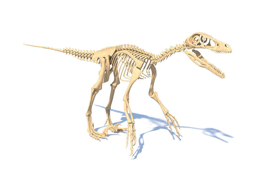 Utahraptor dinosaur skeleton, illustration
