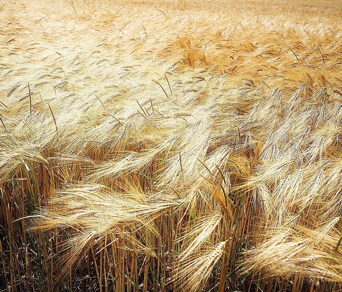 Field of wheat blowing in the wind