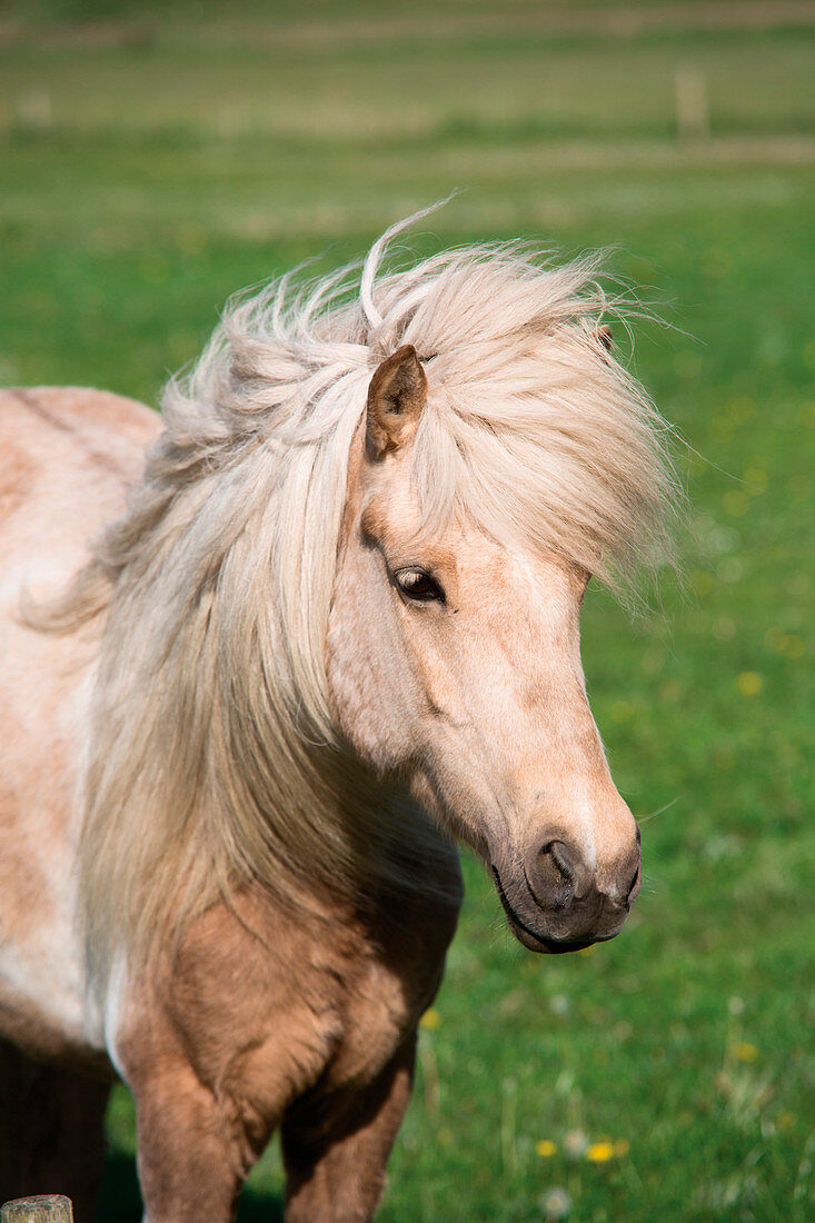 Pony in paddock