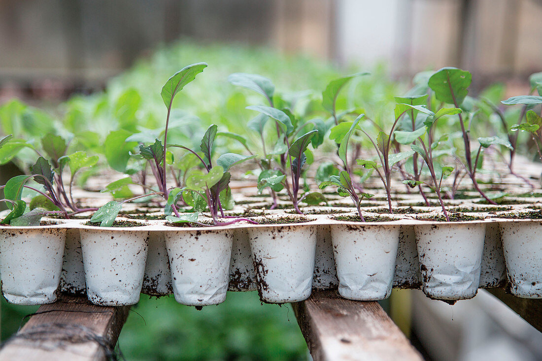 Growing seedlings