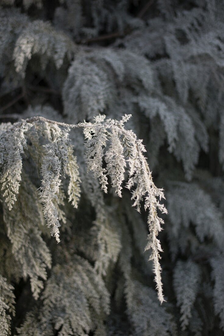 Ice crystals on thuja bush
