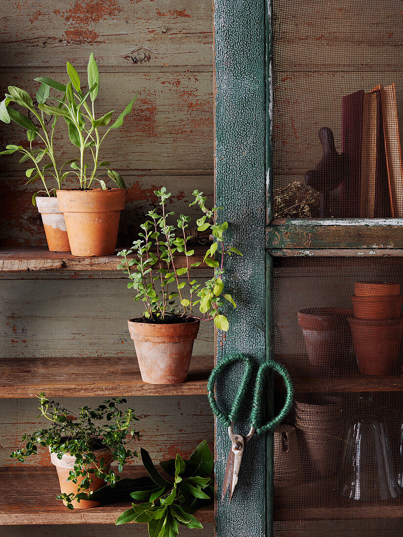 How to Store Fresh Herbs