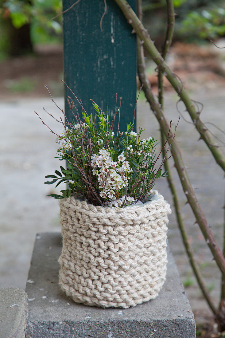 Wachsblumen im Topf mit gestrickter Topfhülle