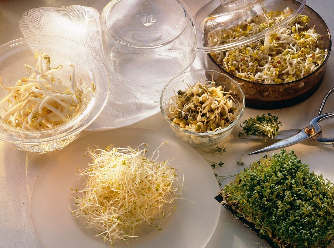 An Assortment of Fresh Sprouts in Bowls