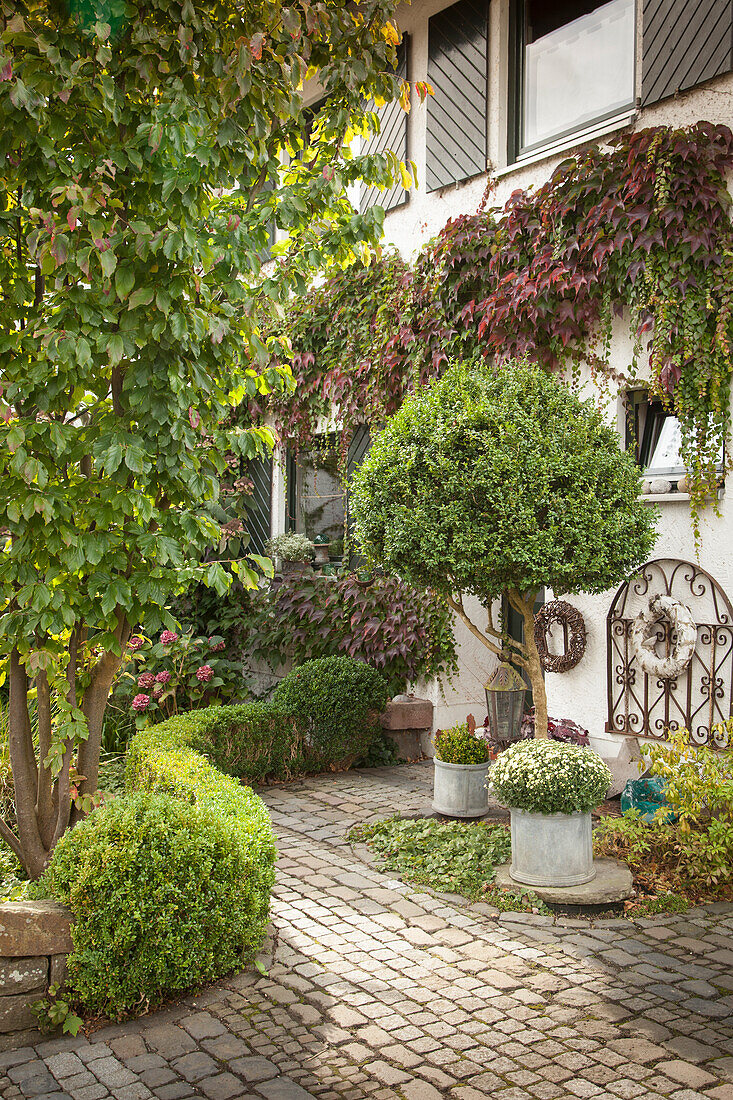 Clipped box hedge along path leading to front door