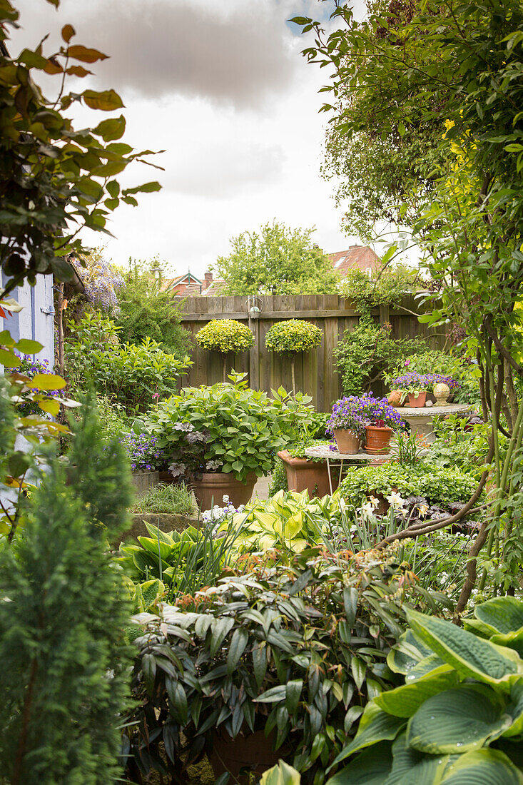 Container garden in courtyard