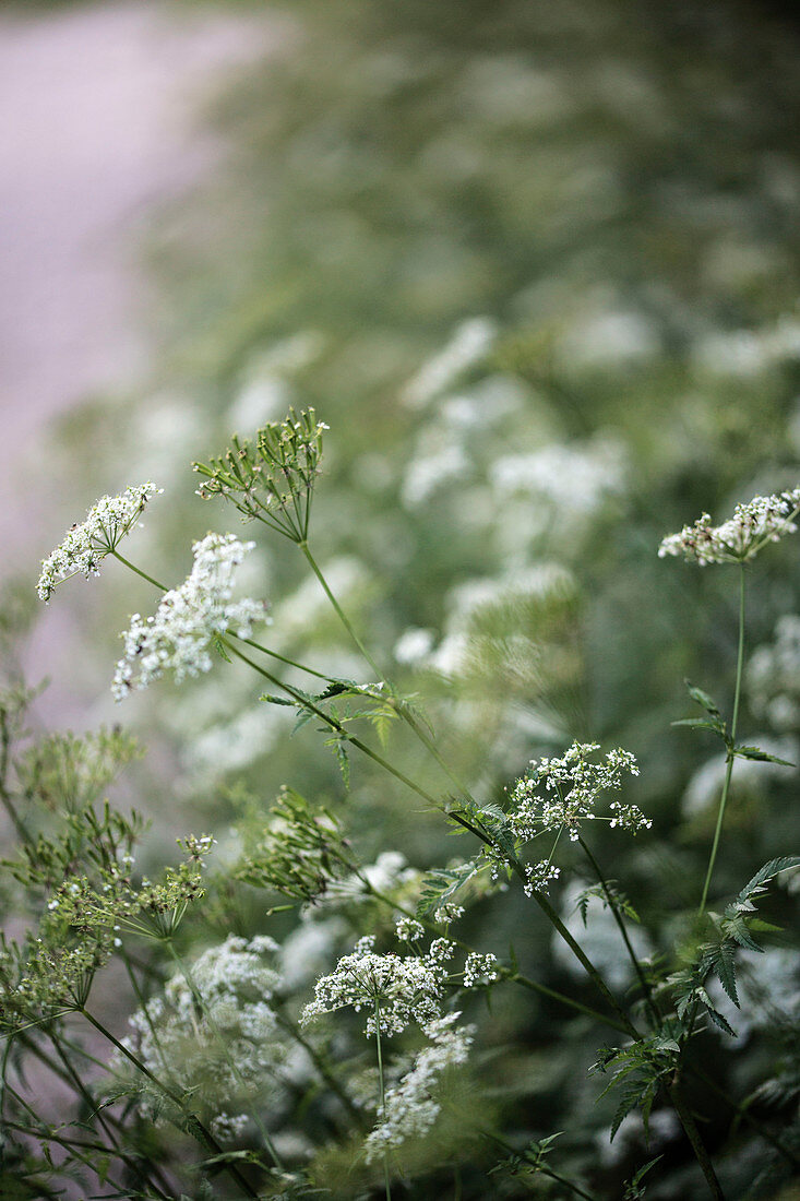 Caraway flowers against blurred background