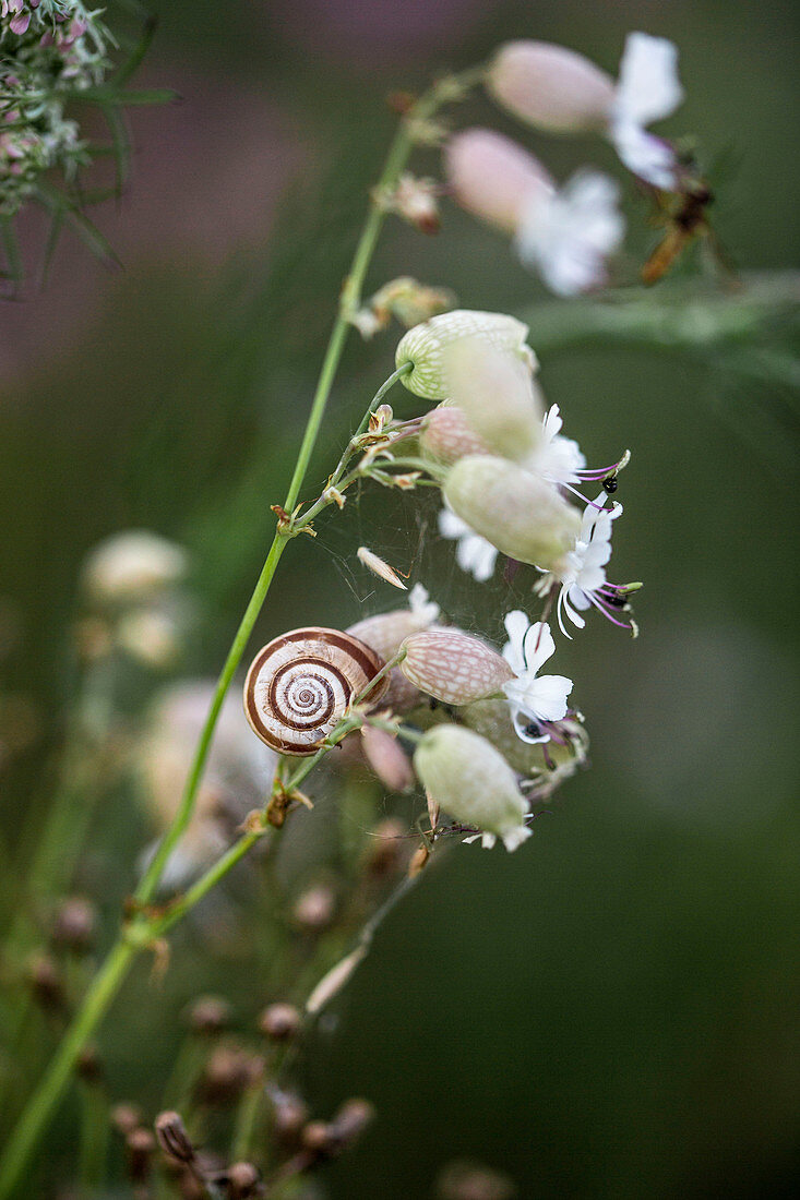 Schnecke auf Taubenkropf-Leimkraut