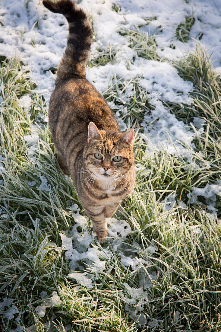 Cat on snowy grass