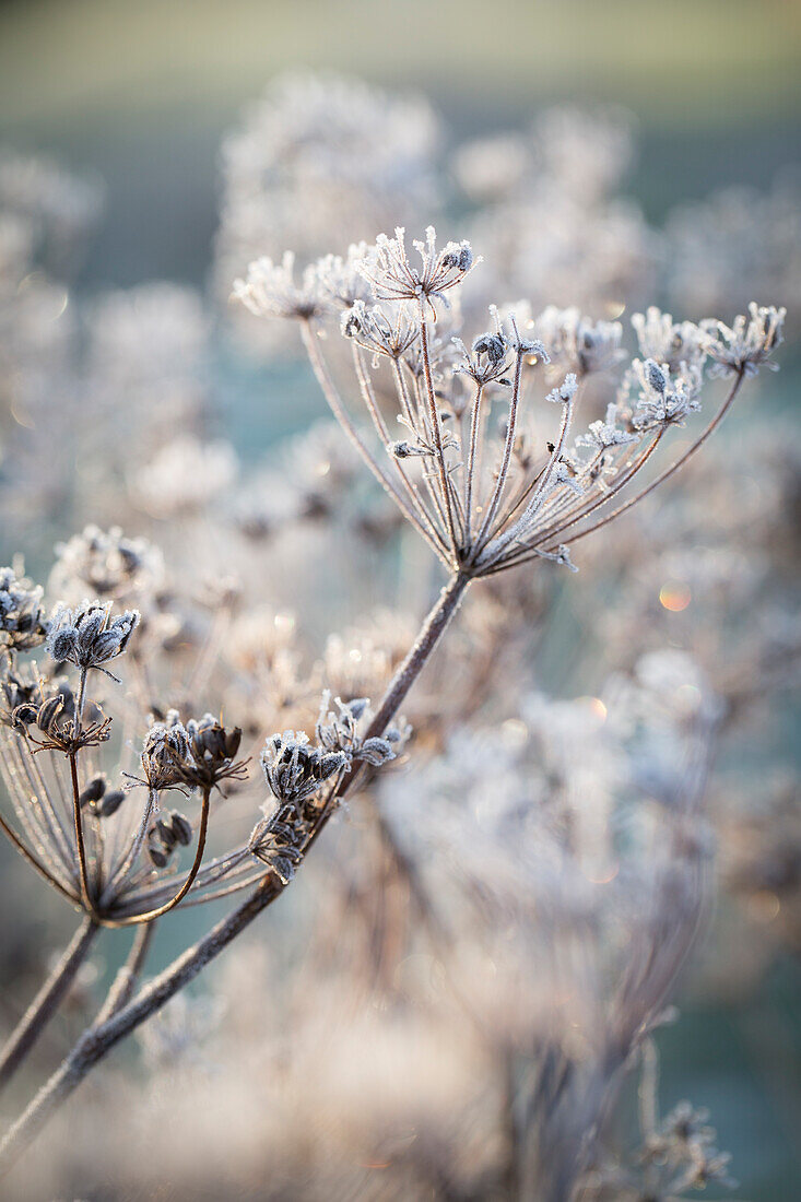 Fencheldolden im Winter