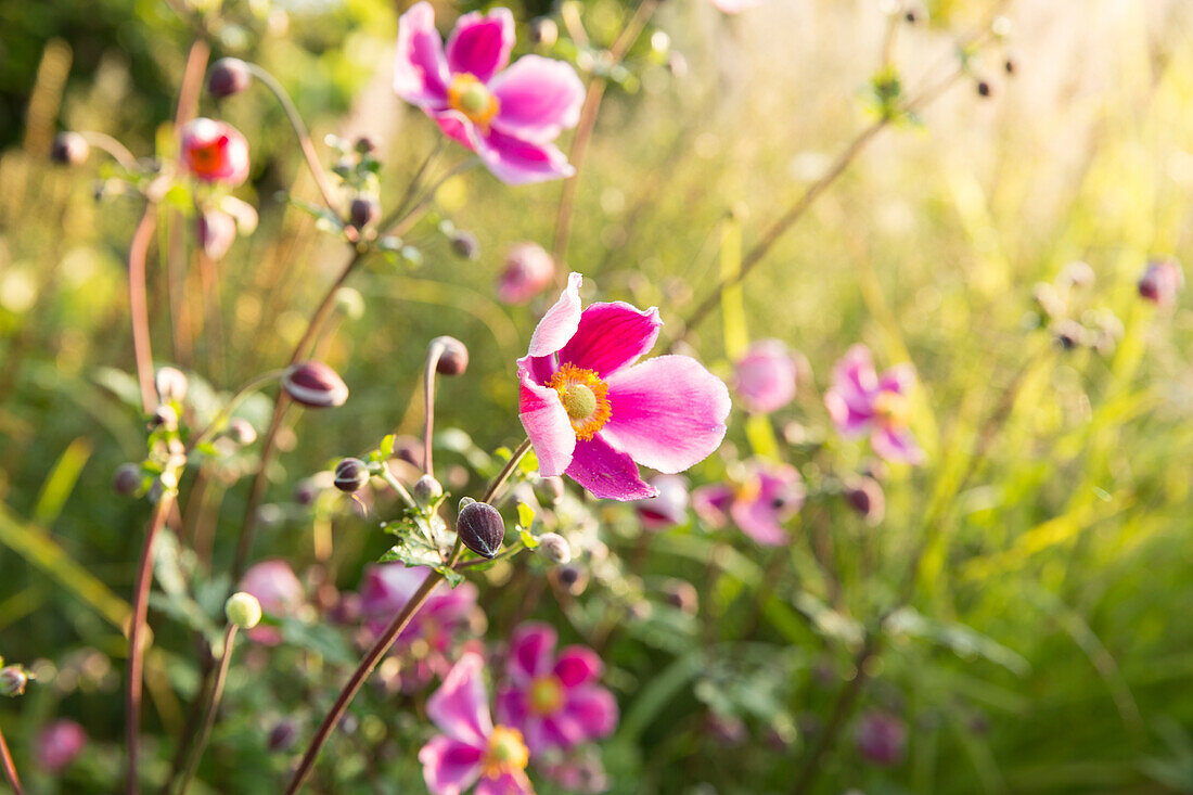 Bright pink Japanese anemones in sunshine