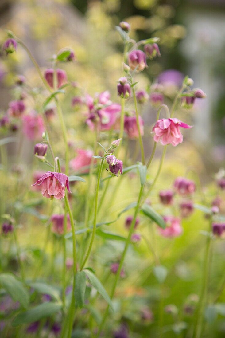 Rosa blühende Akelei