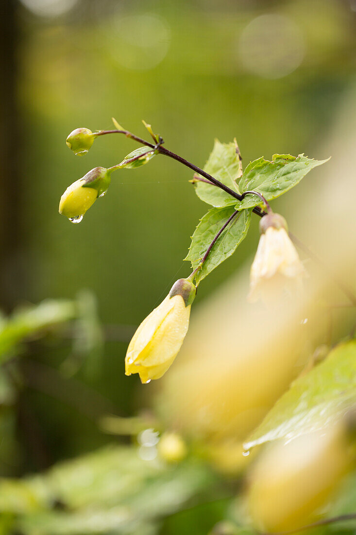 Yellow wax bells (Kirengeshoma palmata)