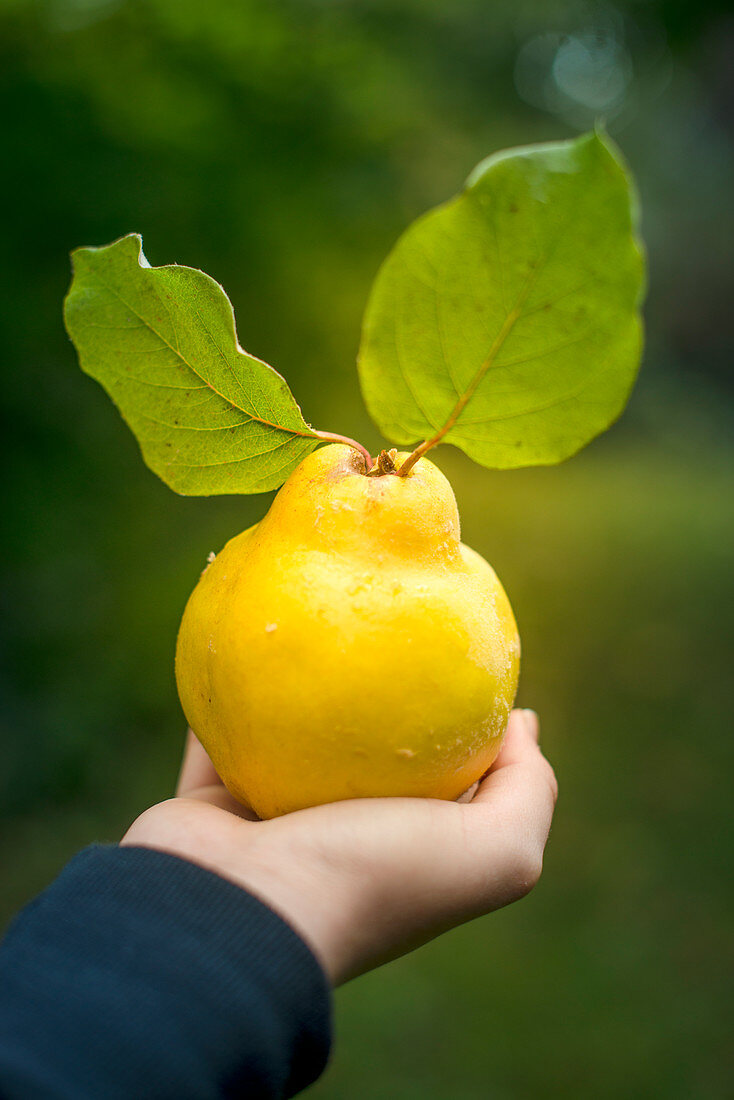 A hand holding a quince with leaves