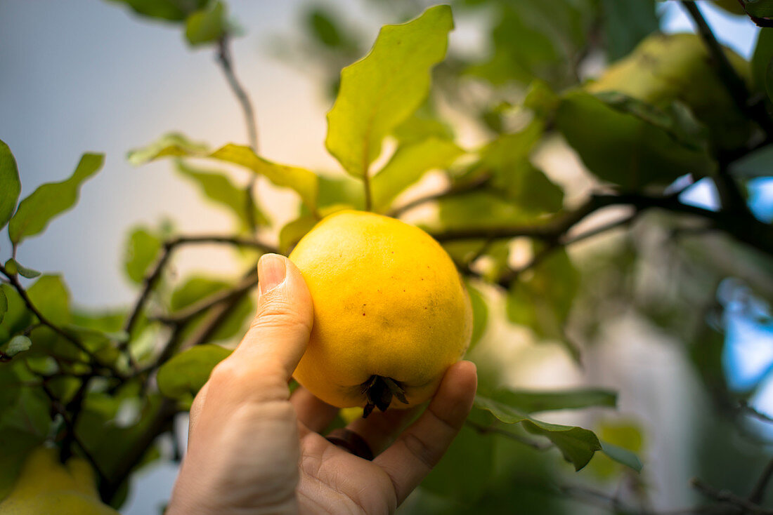 A hand pulling a pear quince off a tree