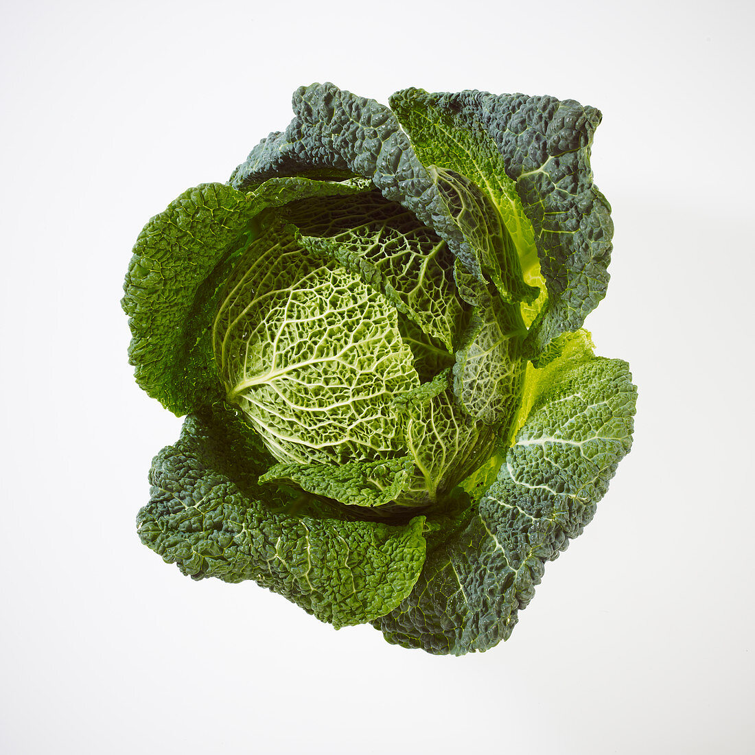 A savoy cabbage on a white background