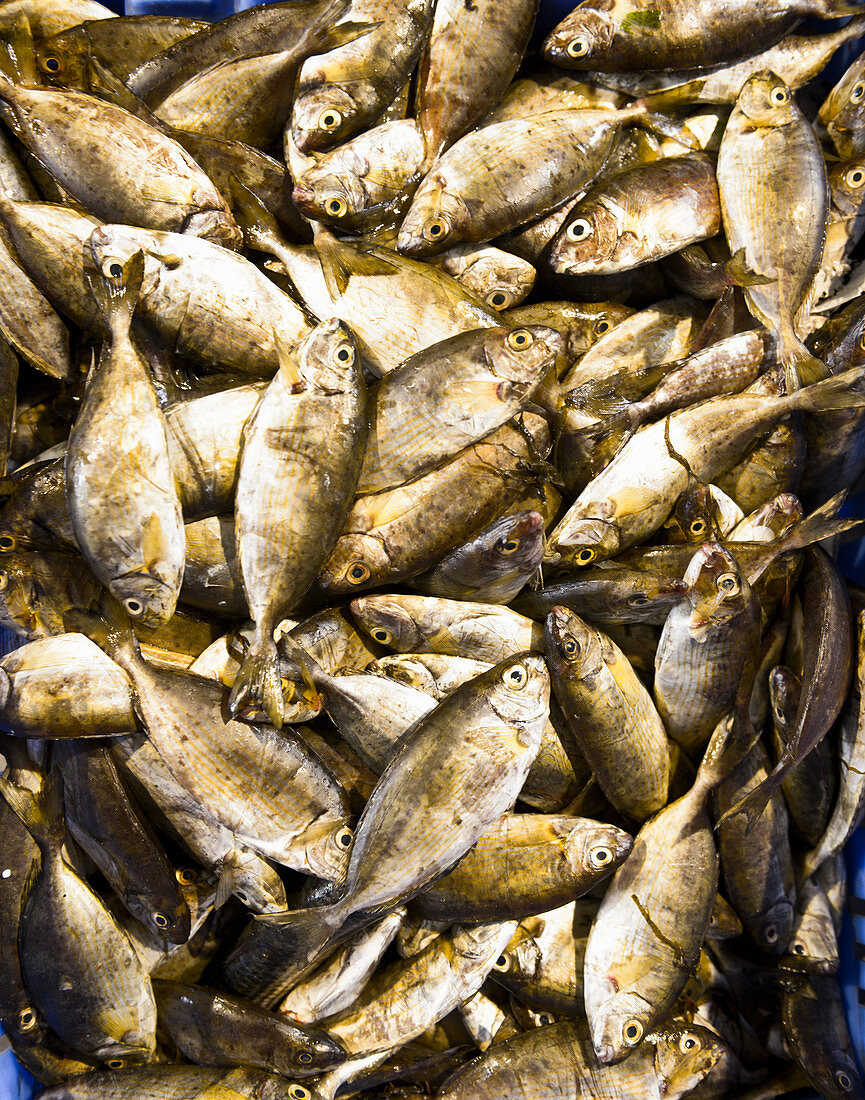 Lots of fish on a market stall