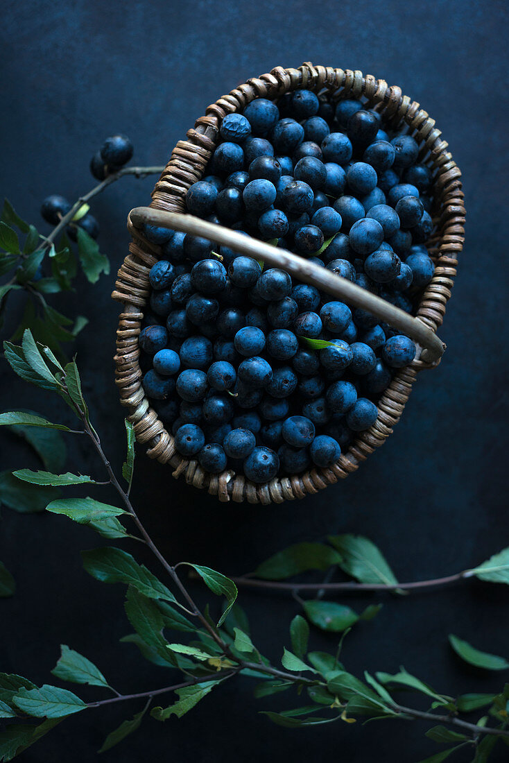 A basket of freshly picked sloe berries (Prunus spinosa)