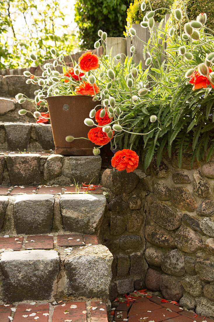 Flowering Oriental poppy 'May queen' planted next to stone steps