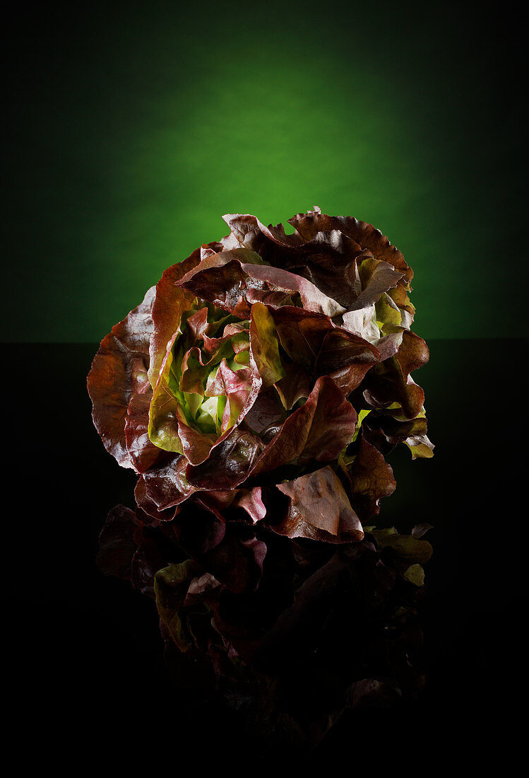 Ein Salatkopf vor grün-schwarzem Hintergrund