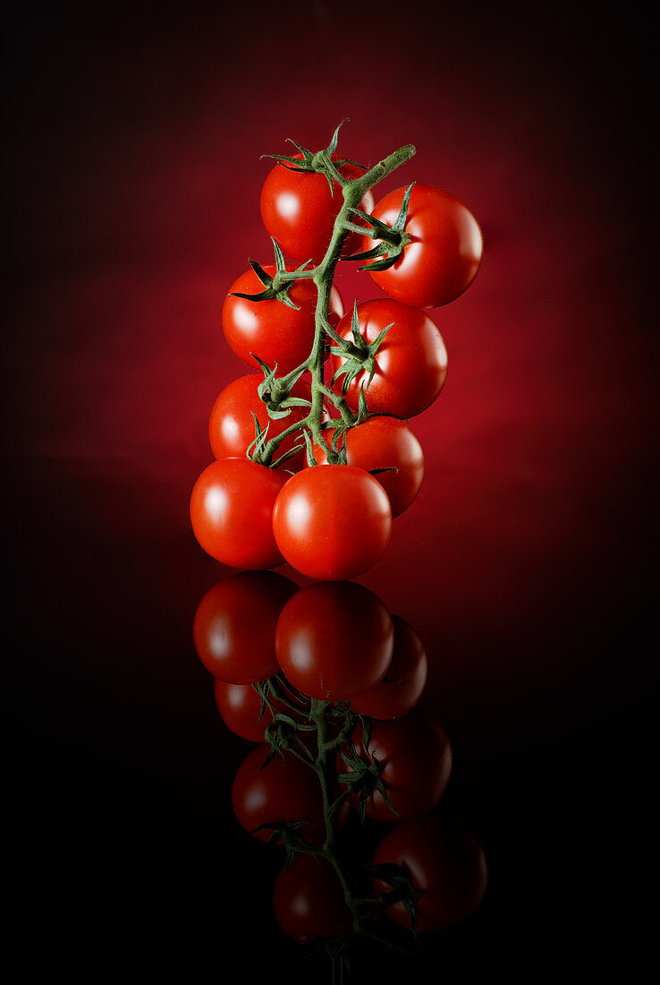 Tomatoes on a vine against a black and red background