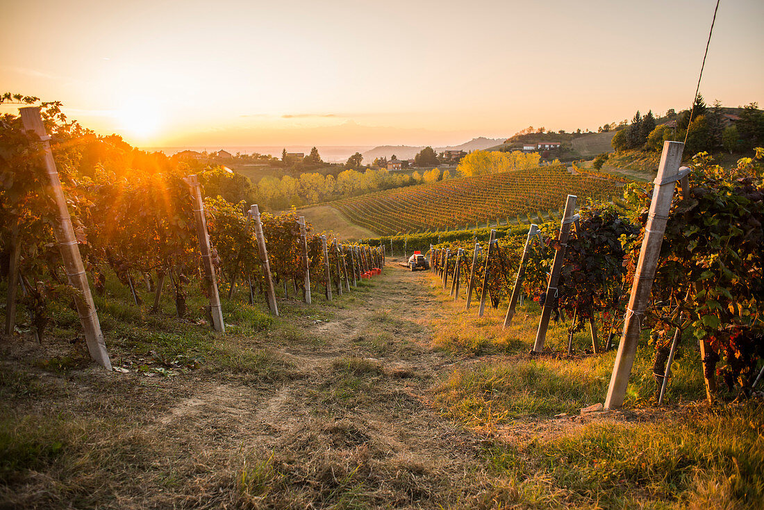 Weinberg bei Sonnenuntergang, Monforte d'Alba, Piemont, Italien