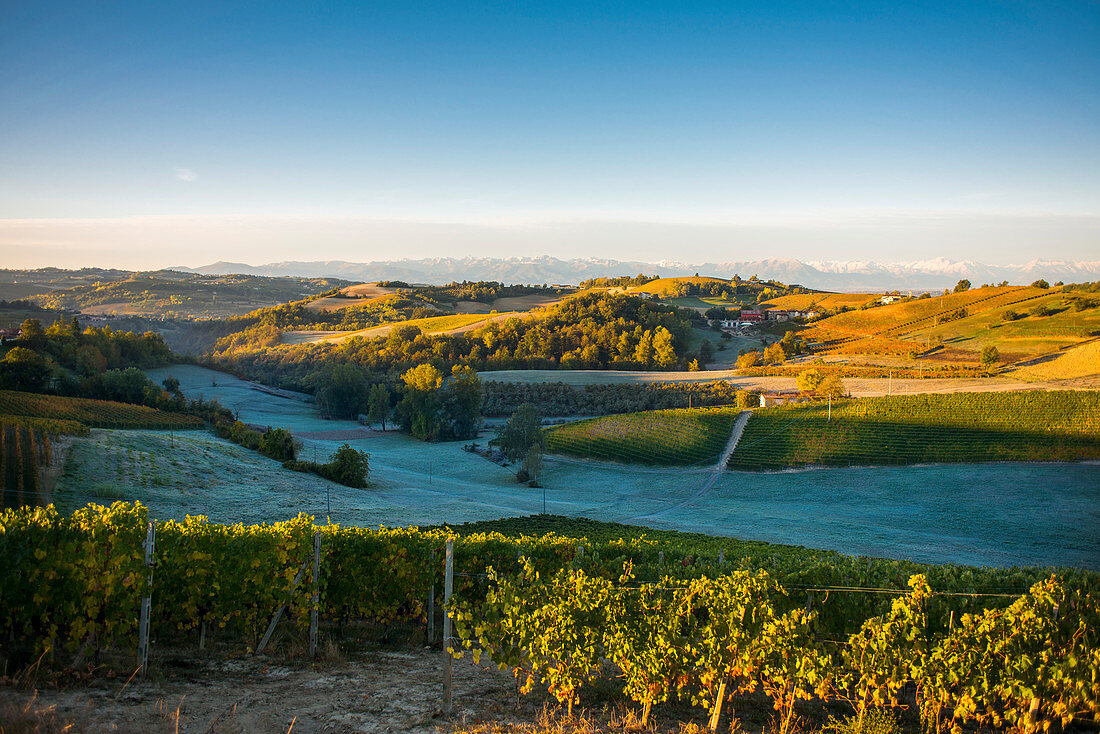 Vineyards with Frosted Fields and Mountain Landscape at Sunrise, Dogliani, Piedmont, Italy