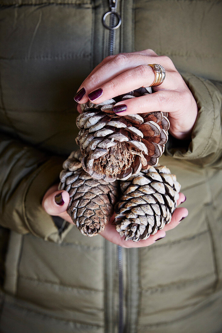 Female hands hold cones