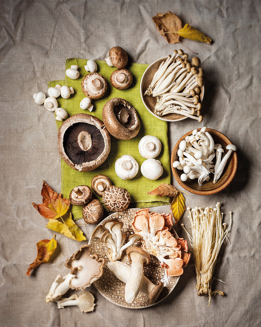 Verschiedene frische Pilze (Champignons, Portobello, Shimeji, Shiitake, Austernpilze, Enoki)
