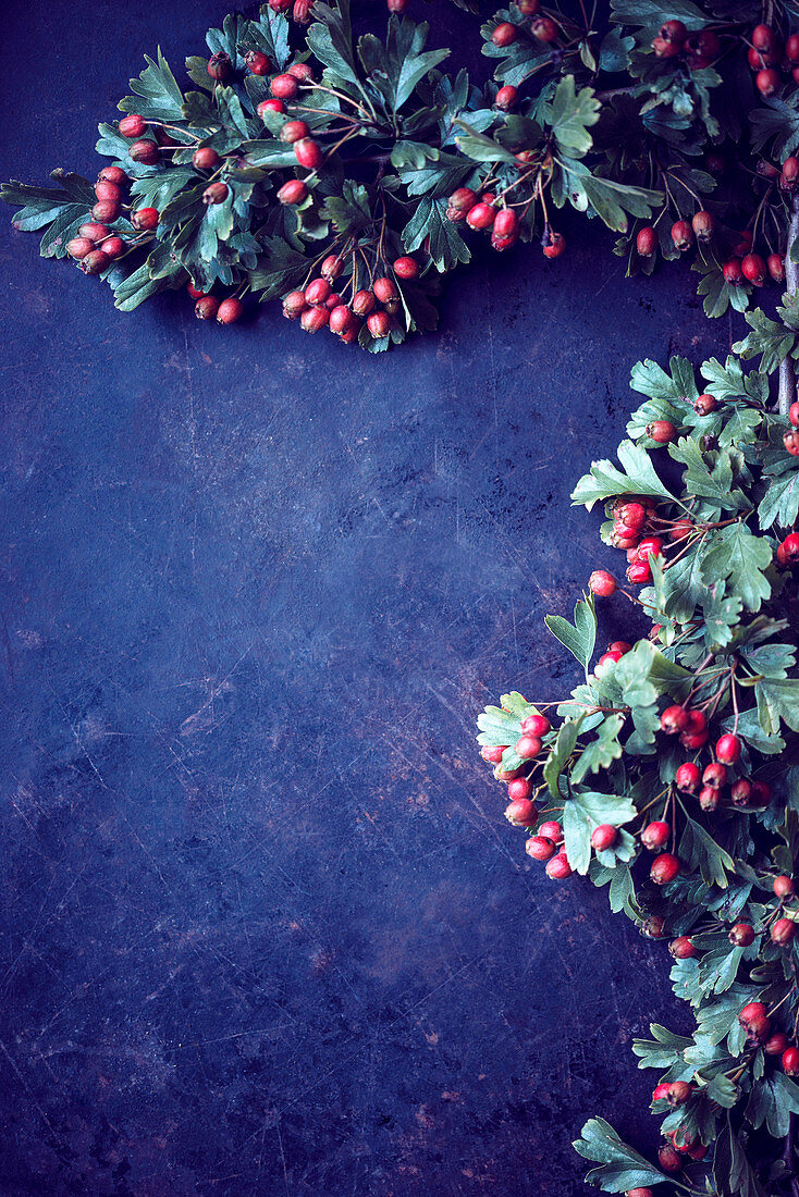 Hawthorn (crataegus) with berries