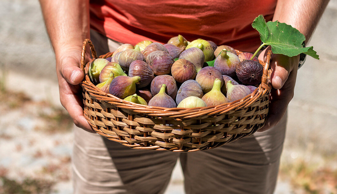 Man holding a basket with fresh figs
