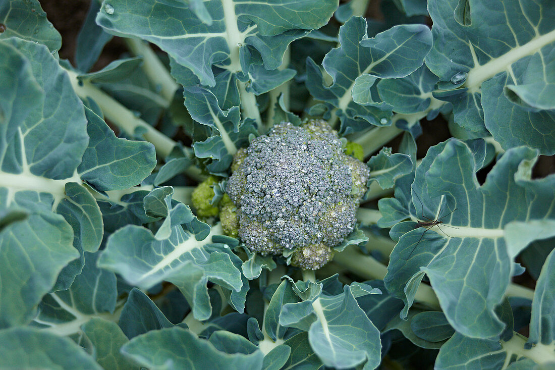 Broccoli in a field