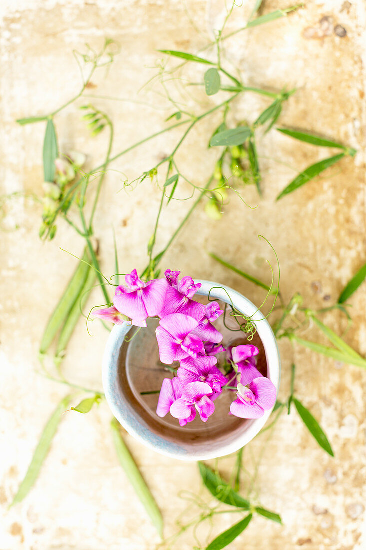 Everlasting sweet peas in ceramic bowl surrounded by seed pods and flower buds