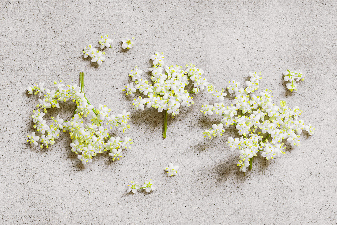 Holunderblüten (Sambucus) auf Steinuntergrund