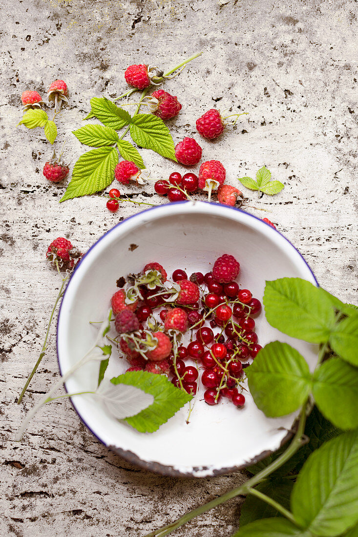 Freshly picked redcurrants, raspberries and raspberry leaves