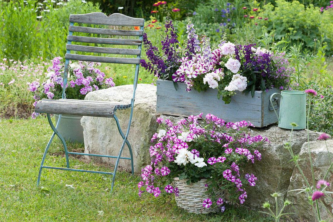 Angelonia Angelface 'Dark Violet', 'Wedgewood Blue' (Angelface)