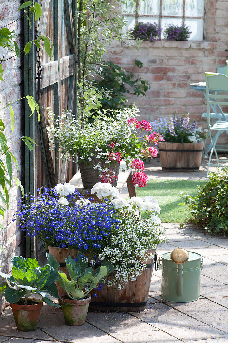 Sommer-Arrangement mit Lobelia ( Männertreu ), Pelargonium ( Geranien )