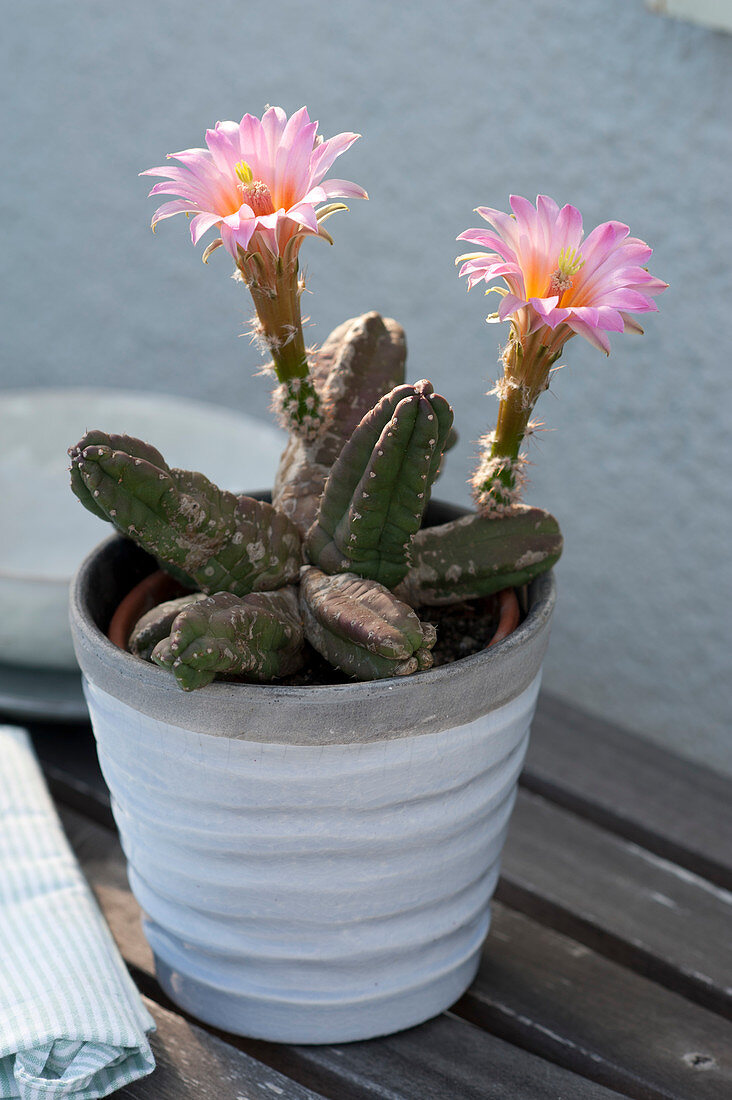 Echinocereus scheeri subsp. gentryi (Cereus cactus)