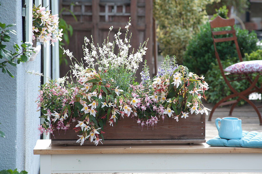 Begonia Summerwing's 'White Elegance' (Begonia), Fuchsia