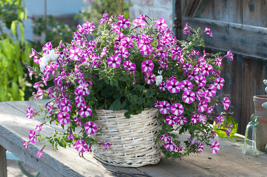 Basket with Petunia 'Raspberry Star' (Petunia) and Pelargonium (Geranium)