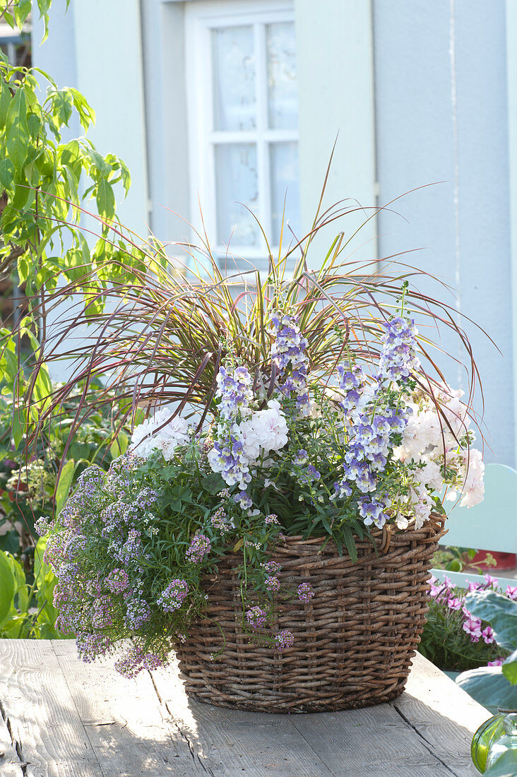 Basket planted with Angelonia Angelface 'Wedgewood Blue' (angel face)