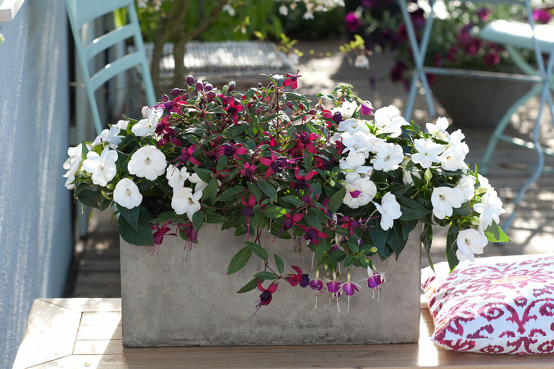 Gray Box with Impatiens New Guinea Paradise 'Compact Isidro'