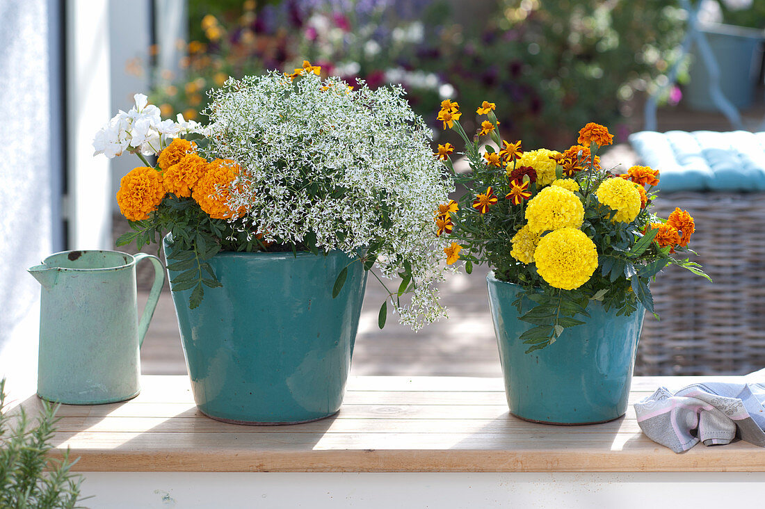 Tagetes patula and erecta (Marigold), Euphorbia 'Diamond Frost'