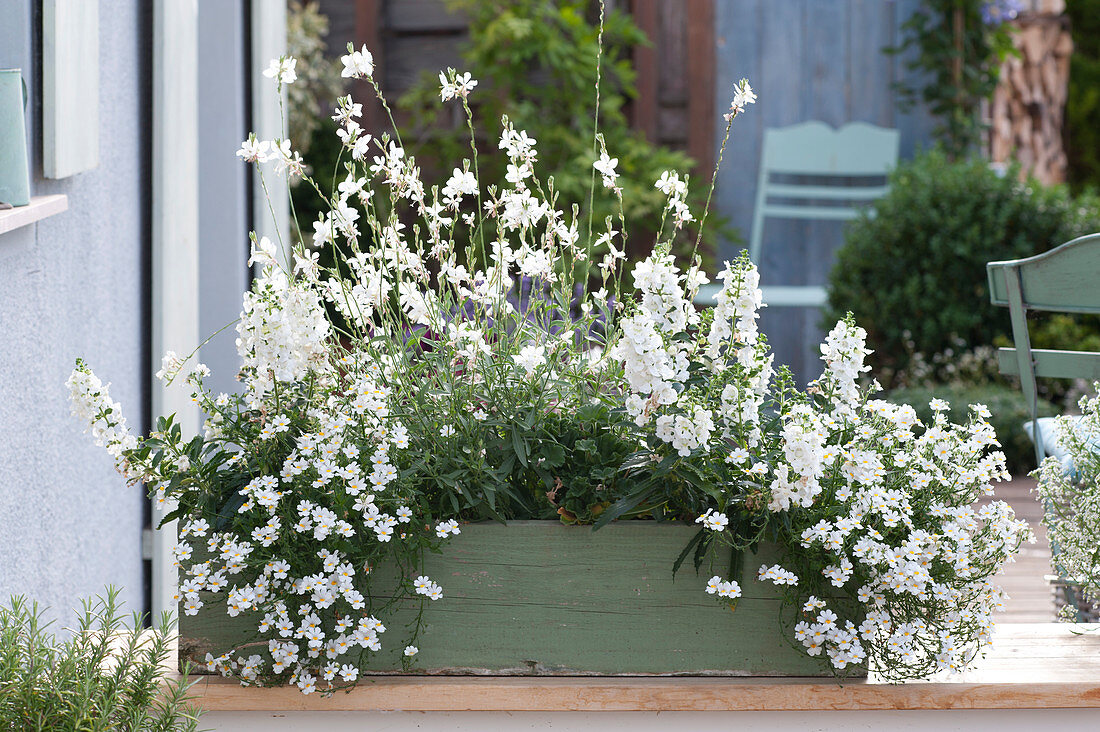 White planted wooden box with Nemesia Sunsatia Plus 'Anona'