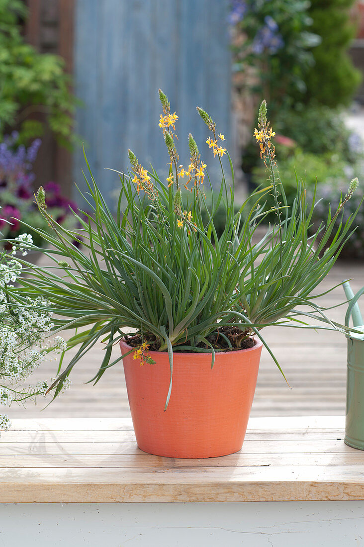 Bulbine frutescens syn. Anthericum frutescens (St. Bernard's lily)