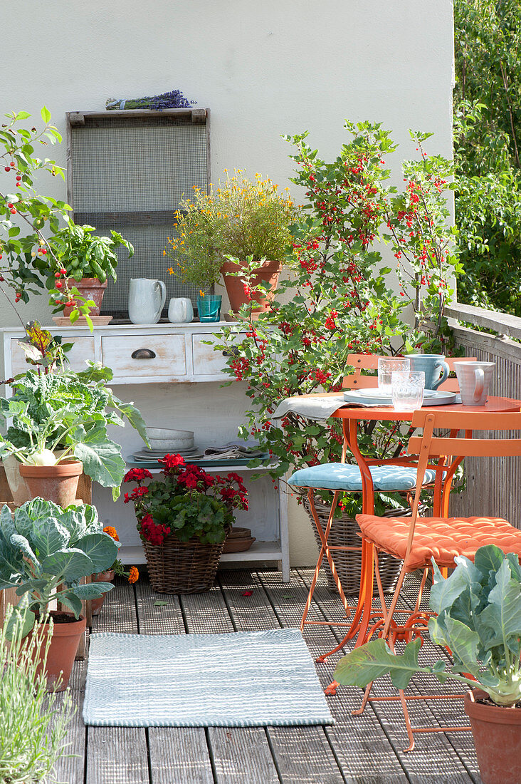 Nibble balcony with Ribes rubrum (red currant), Pelargonium