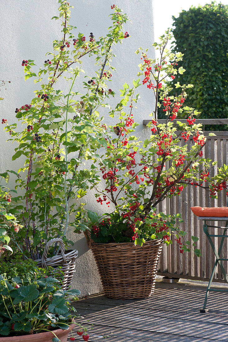 Berry fruit, arrangement on balcony