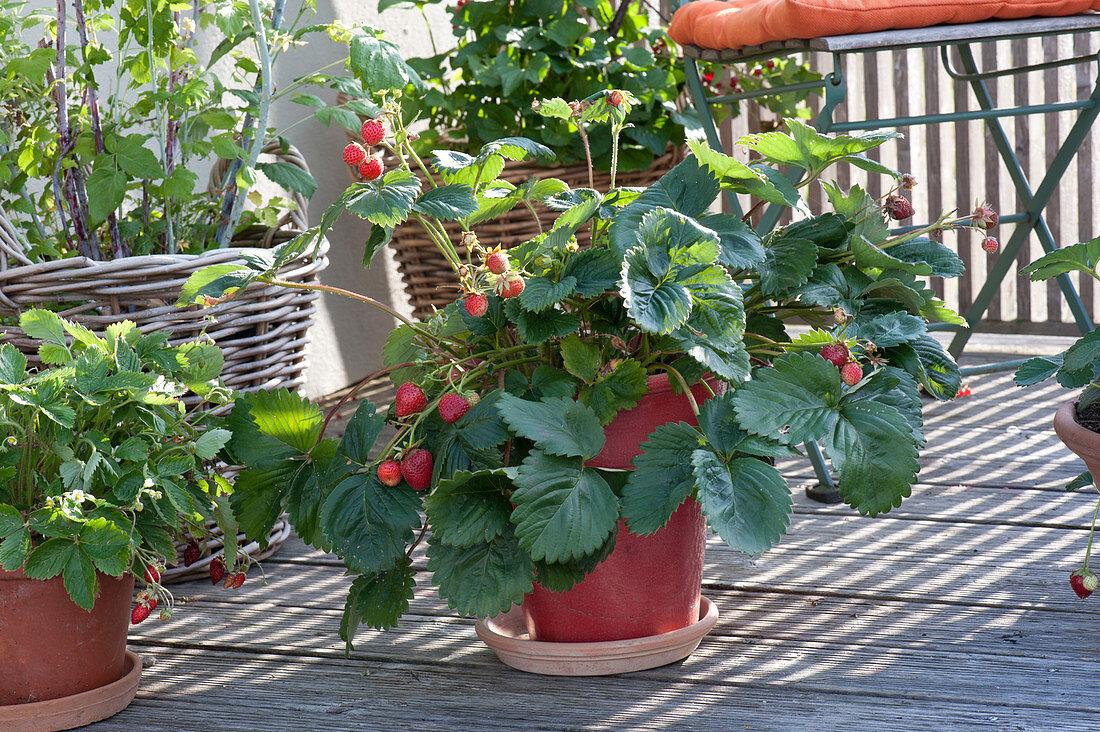 Berry fruit, arrangement on the balcony