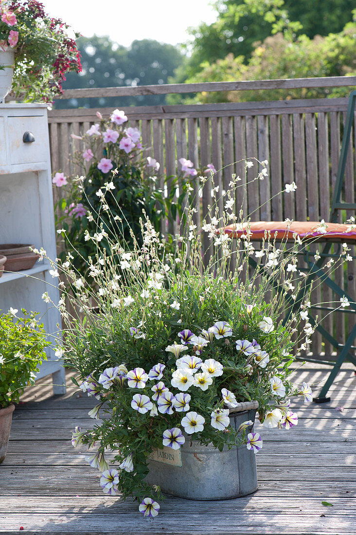 Petunia Crazytunia 'Cloud No. 9' (Petunia) and Gaura 'Snowbird'